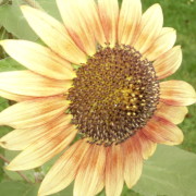 Girasole